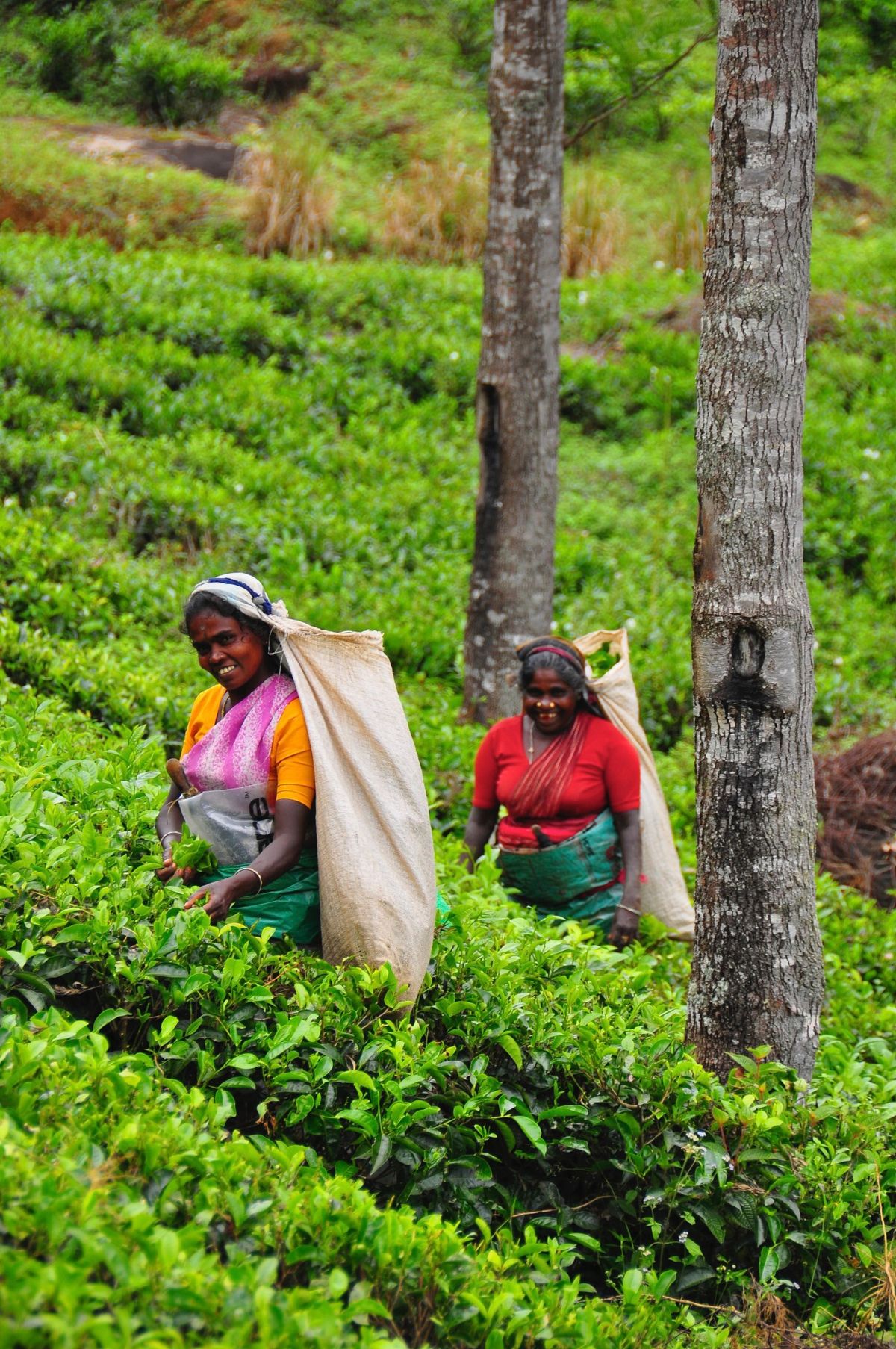 Ceylon tea