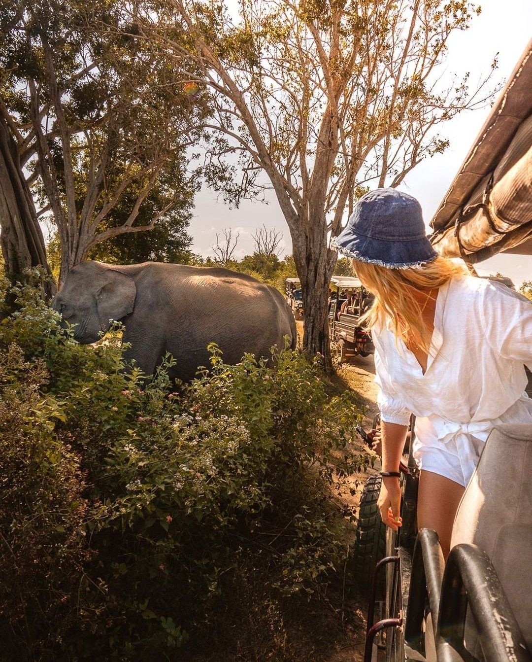 Wildlife Safari